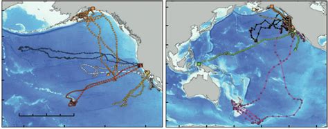 6 Fidelity and attraction to the California Current Ecosystem (CCE ...