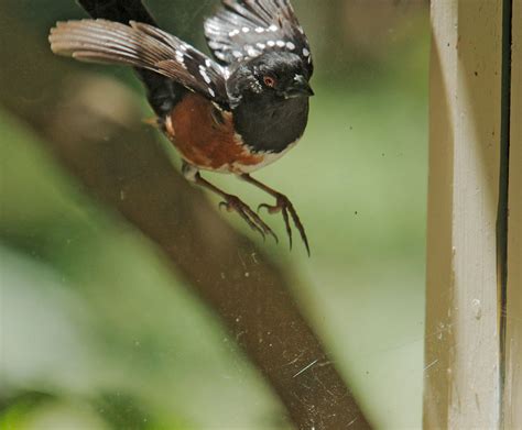 SpottedTowheep