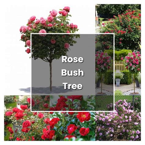 How to Grow Rose Bush Tree - Plant Care & Tips | NorwichGardener