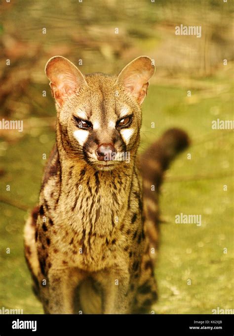 Civet cat hi-res stock photography and images - Alamy