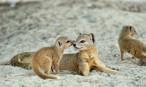 World of Mongoose: Breeds, Behavior, Characteristics, Diet and Beyond