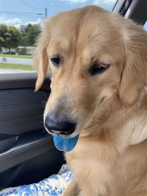 Woman Runs Into Store And Comes Back To Find Dog's Tongue Blue - The Dodo