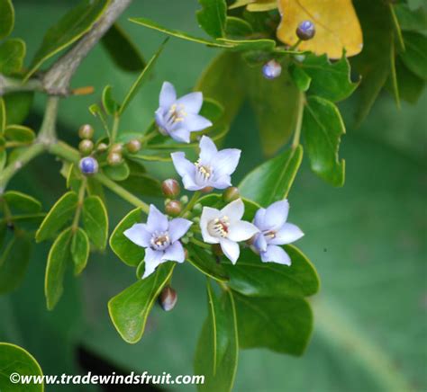 Lignum Vitae - Guaiacum officinale - Seeds