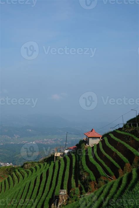 A Symphony of Colors A Vibrant View of Panyaweuyan's Terraced Rice ...