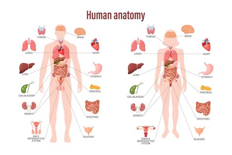 Human anatomy concept. Infographic poster with the internal organs of ...