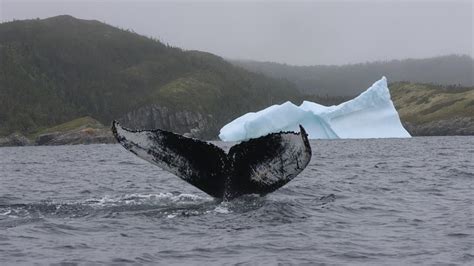 Top Whale Imagery of 2023 - Newfoundland and Labrador, Canada