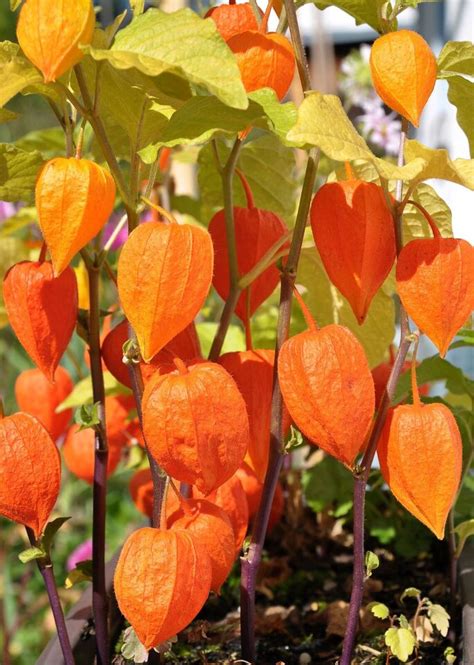 25 Chinese latern berry seeds—-physalis alkekengi seeds—-Fruit seed—-seed gift | eBay