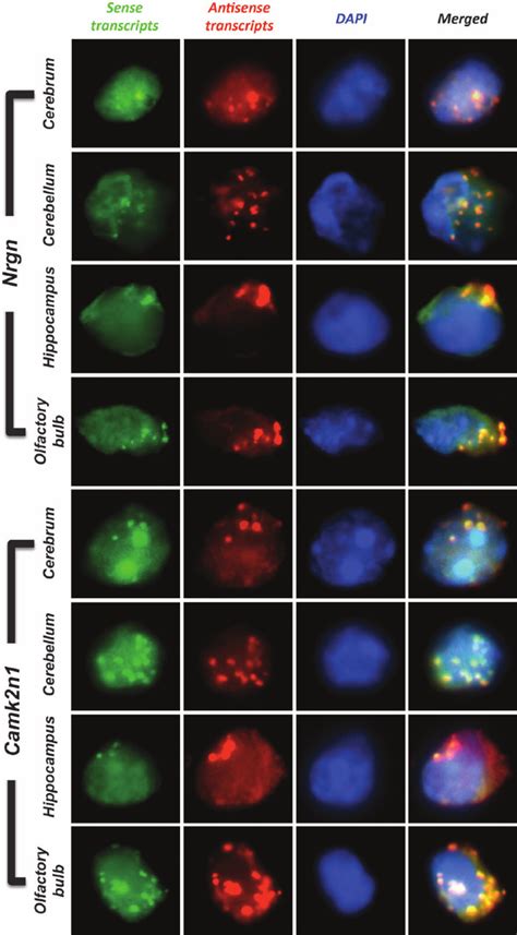 RNA FISH analysis of Nrgn and Camk2n1 sense and NATs. The type of ...