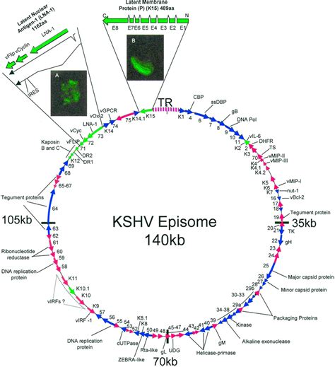 Structure of the KSHV episome. Numbers outside of episome represent... | Download Scientific Diagram