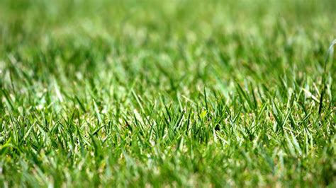 How To Overseed A Lawn | Steps For Reseeding Or Overseeding