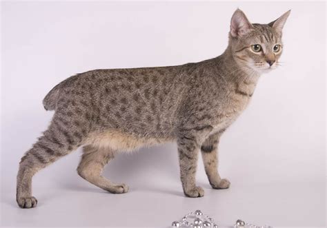 American Bobtail Breed Profile - Cat-World