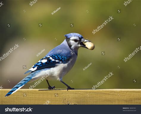 Blue Jay Feeding On A Peanut Stock Photo 18545761 : Shutterstock