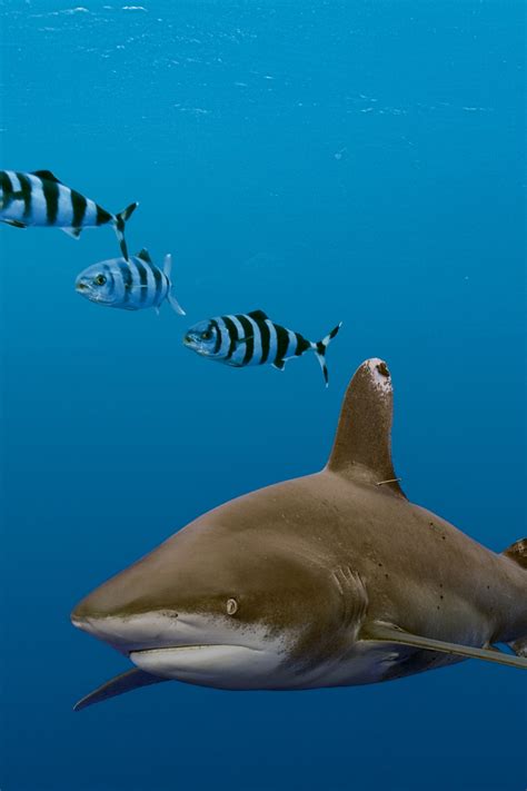 Oceanic White Tip Shark Teeth