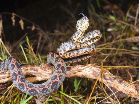 Amazon Tree Boa Care Tips - Reptiles Magazine