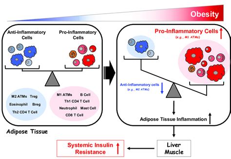 Regulation of adipose tissue inflammation in obesity | Download ...