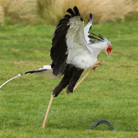 Adopt Dr No the Secretary Bird - Hawk Conservancy Trust