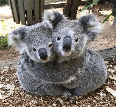 These two koalas hug each other : r/koalas