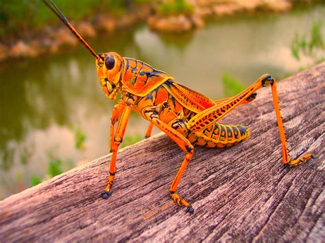 Giant Lubber Grasshopper | The Giant Lubber Grasshopper is a… | Flickr