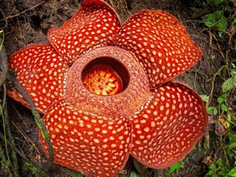 Ideas For Corpse Flower Adaptations 17+