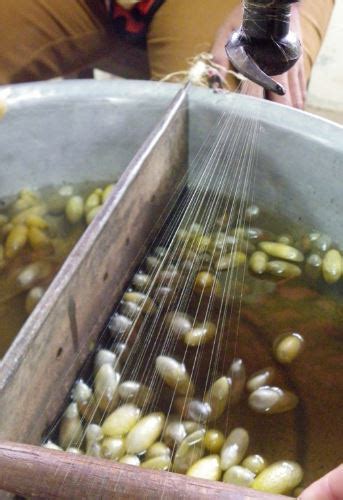 What is Sericulture? The Silkworm Rearing Process Explained!