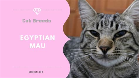 Egyptian Mau Breed - Facts, Origin, History and Personality Traits