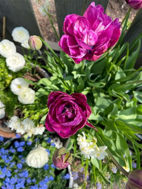 The Most Beautiful Purple Tulips | Hope And Hedges