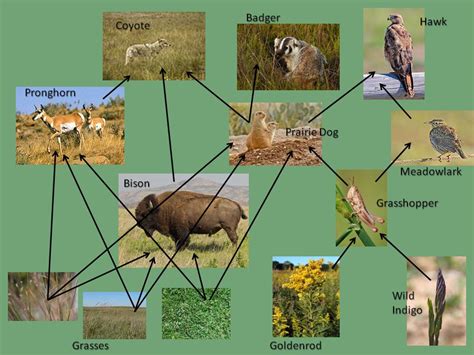 Bison and the Food Web - Teachers (U.S. National Park Service)