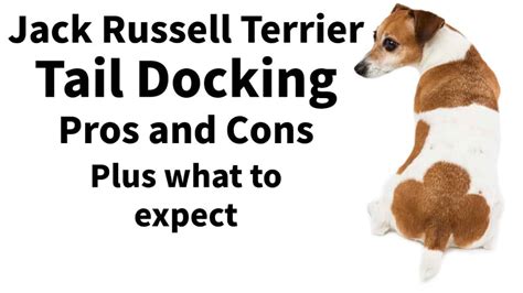 The Pros and Cons of Tail Docking a Jack Russell Terrier