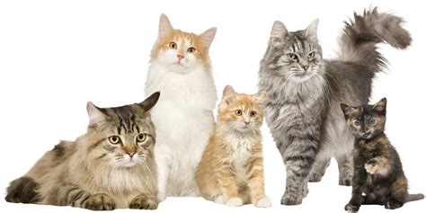 What Do You Call a Group Of Cats? | Cat Breeds FAQ