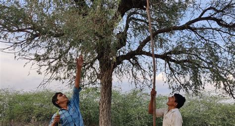 Khejri - the wonder tree of Thar desert