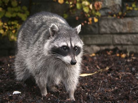 How to Get Rid of Raccoons: Raccoon Facts, Photos, Control