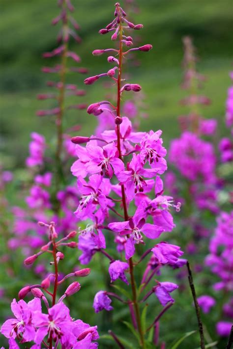 100 Fireweed Flower Seeds (Epilobium Angustifolium) - Seeds & Bulbs