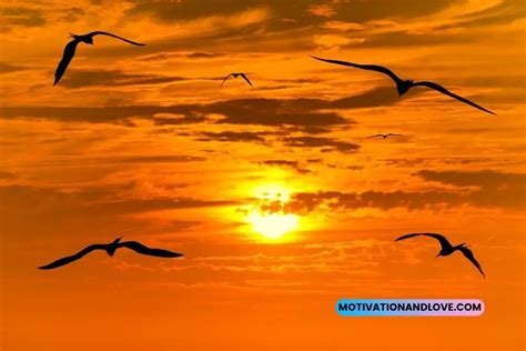 Sunset With Birds Flying Quotes - Motivation and Love