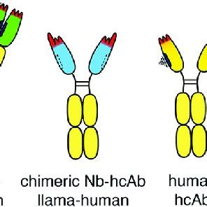 | Chimeric and humanized heavy chain antitumor antibodies. Second... | Download Scientific Diagram