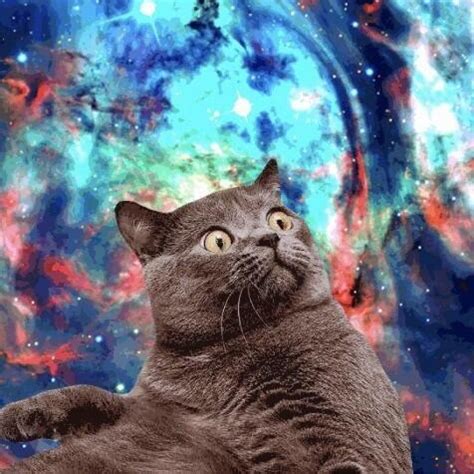 🔥 [100+] Space Cat Wallpapers | WallpaperSafari