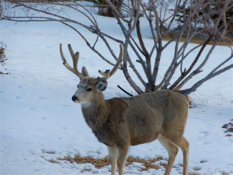 Finding Mule Deer in Yellowstone - The Good, The Bad and the RV