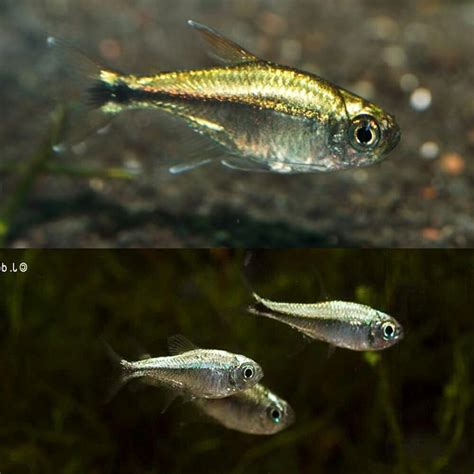 Tetra - Gold Tetra (Hemigrammus Rodwayi) 2cm - Aquarium Central