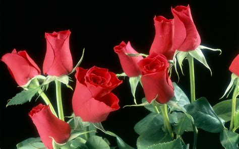 Red Roses Flowers - Wallpaper, High Definition, High Quality, Widescreen