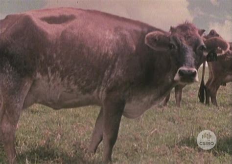 The Australian Milking Zebu (1977) – CSIROpedia