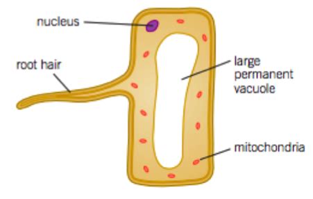 Root Hair Cell Function And Adaptation - malayhnam