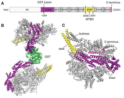 Crystal structure of the dynein motor domain. - Abstract - Europe PMC