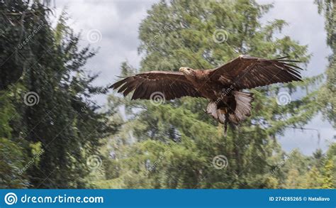 White-tailed Eagle is in the Flying Stock Image - Image of fauna, beak ...