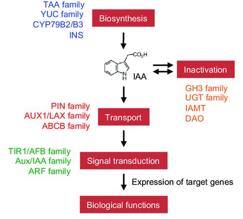 Auxin Signaling Pathway