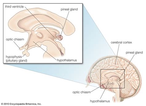 The Function And Location Of The Pineal Gland | My XXX Hot Girl