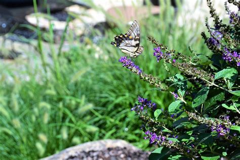 How to Design a Butterfly Garden With Beautiful Blooms | HGTV