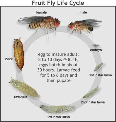 11 best Fruit Flies images on Pinterest | Fruit flies, A fruit and Illustrations