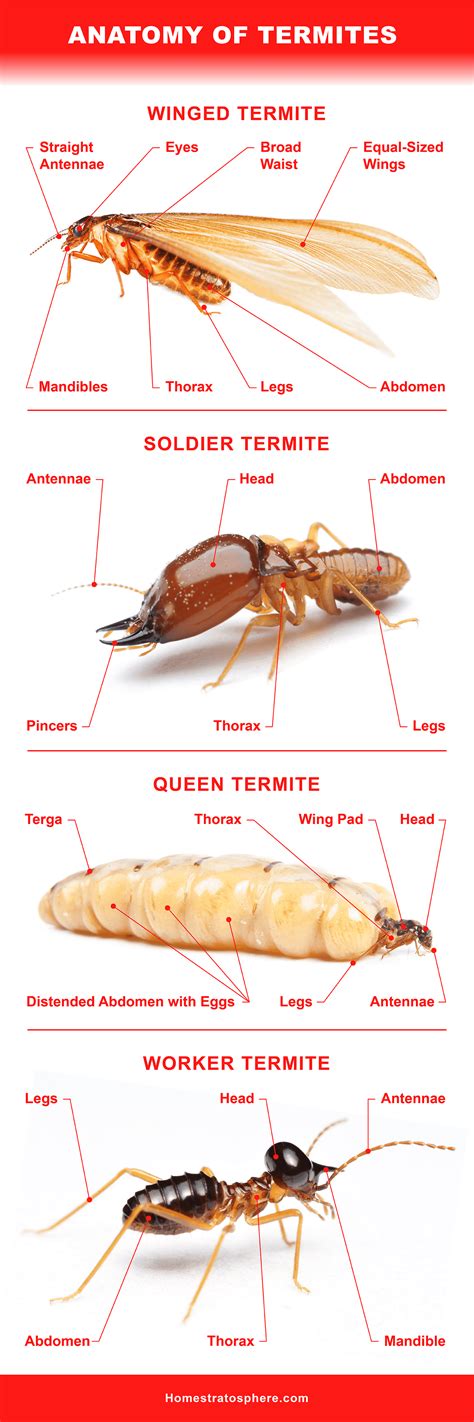 Termite Wallpapers - Wallpaper Cave