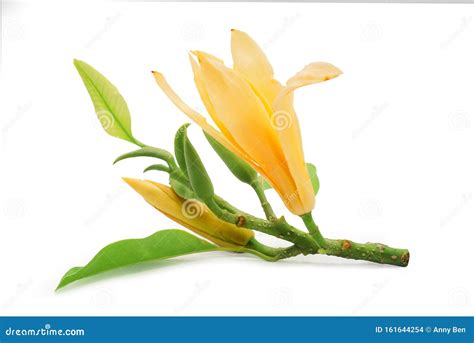 Michelia Champaca Flower Isolated on White Background Stock Photo - Image of green, champaca ...