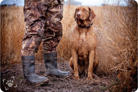 Alice :: Chesapeake Bay Retriever; Duck Hunting Photoshoot by Nizhoni ...