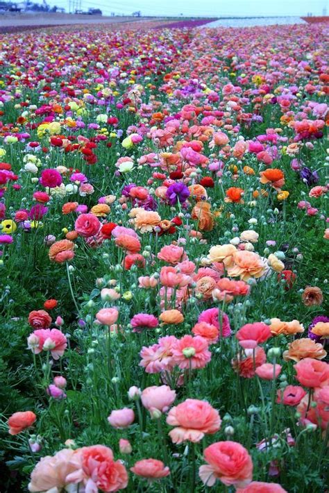 Pin by 𝐑𝐖 on blooms | Flower farm, Beautiful flowers, Pretty flowers